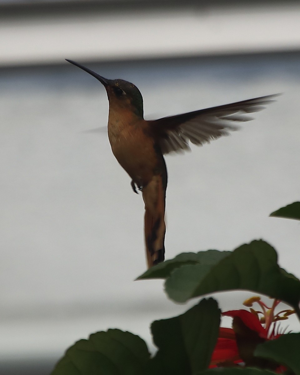 Rufous Sabrewing - ML628109885