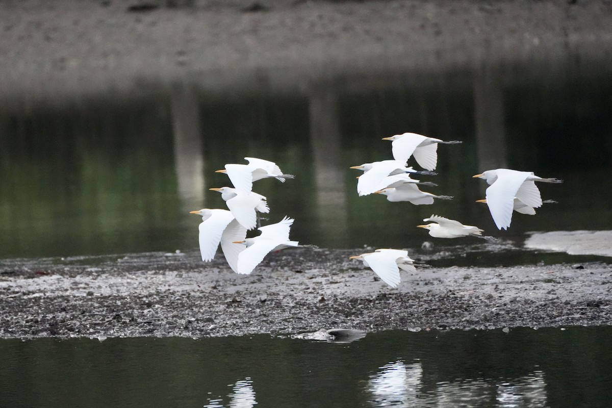 Western Cattle-Egret - ML628109886