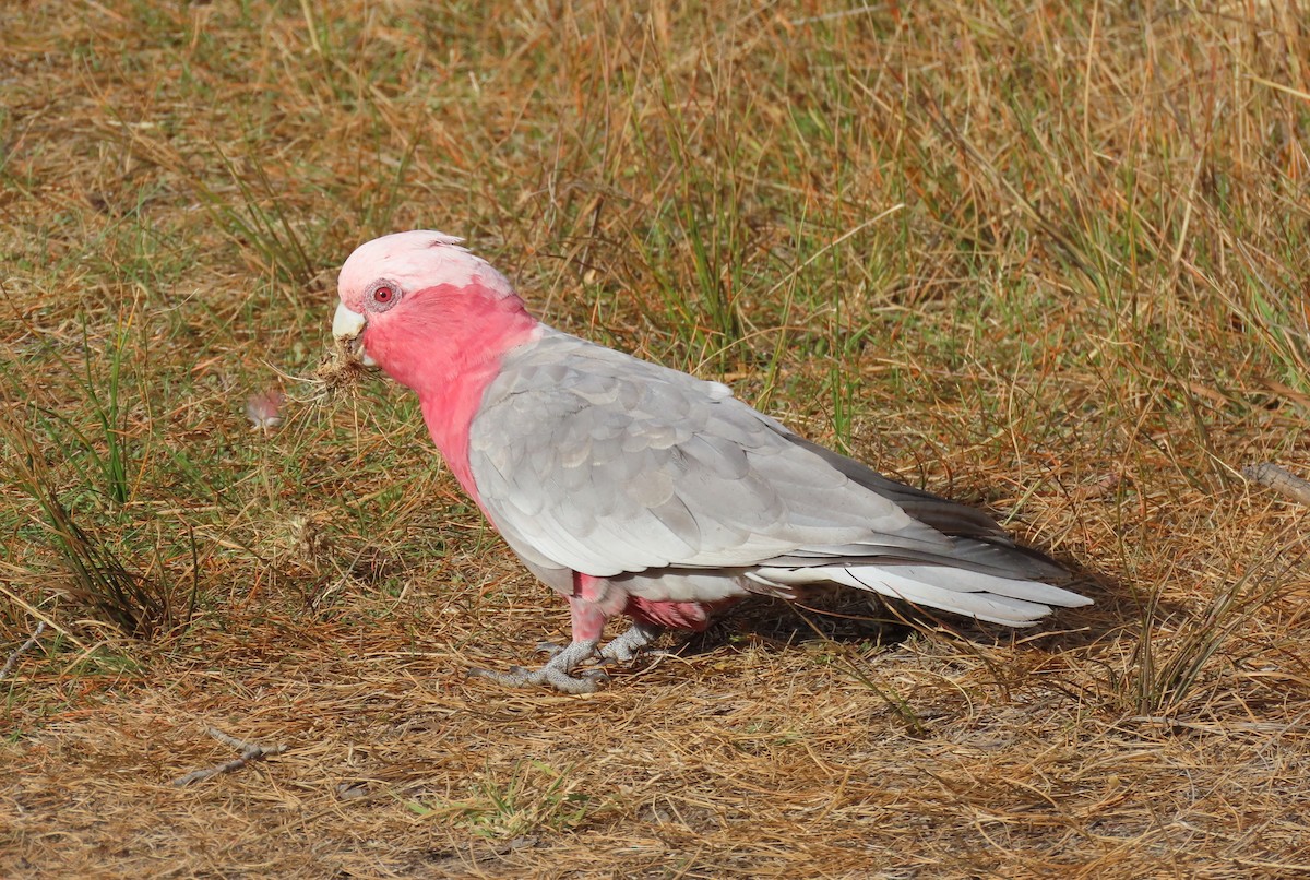 Galah - ML628109887