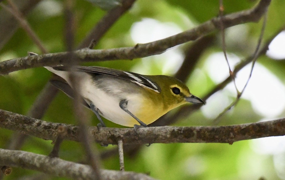 Yellow-throated Vireo - ML628109889