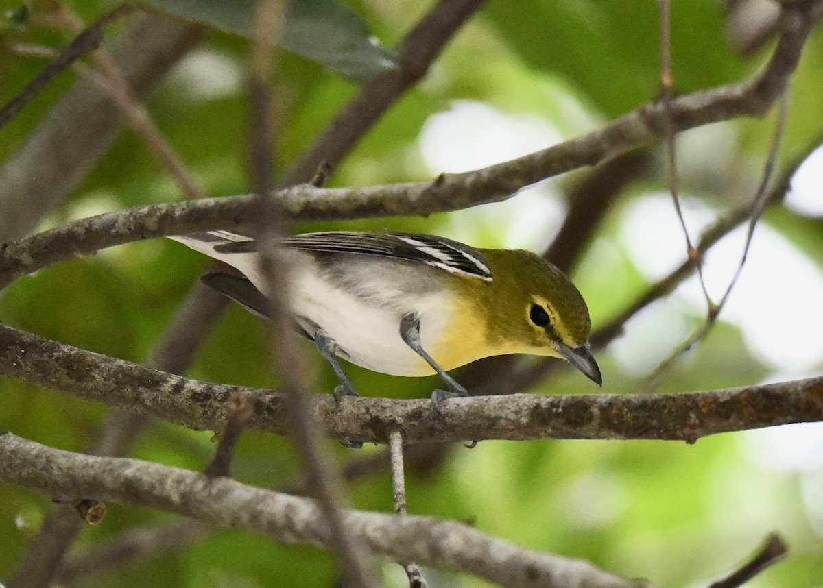 Yellow-throated Vireo - ML628109890