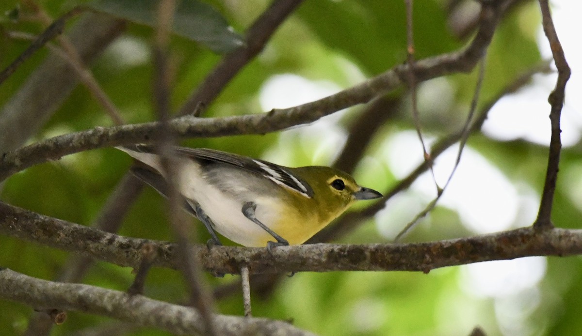 Yellow-throated Vireo - ML628109891