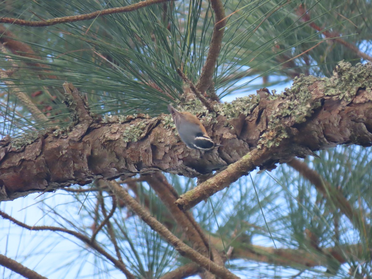 Red-breasted Nuthatch - ML628109892