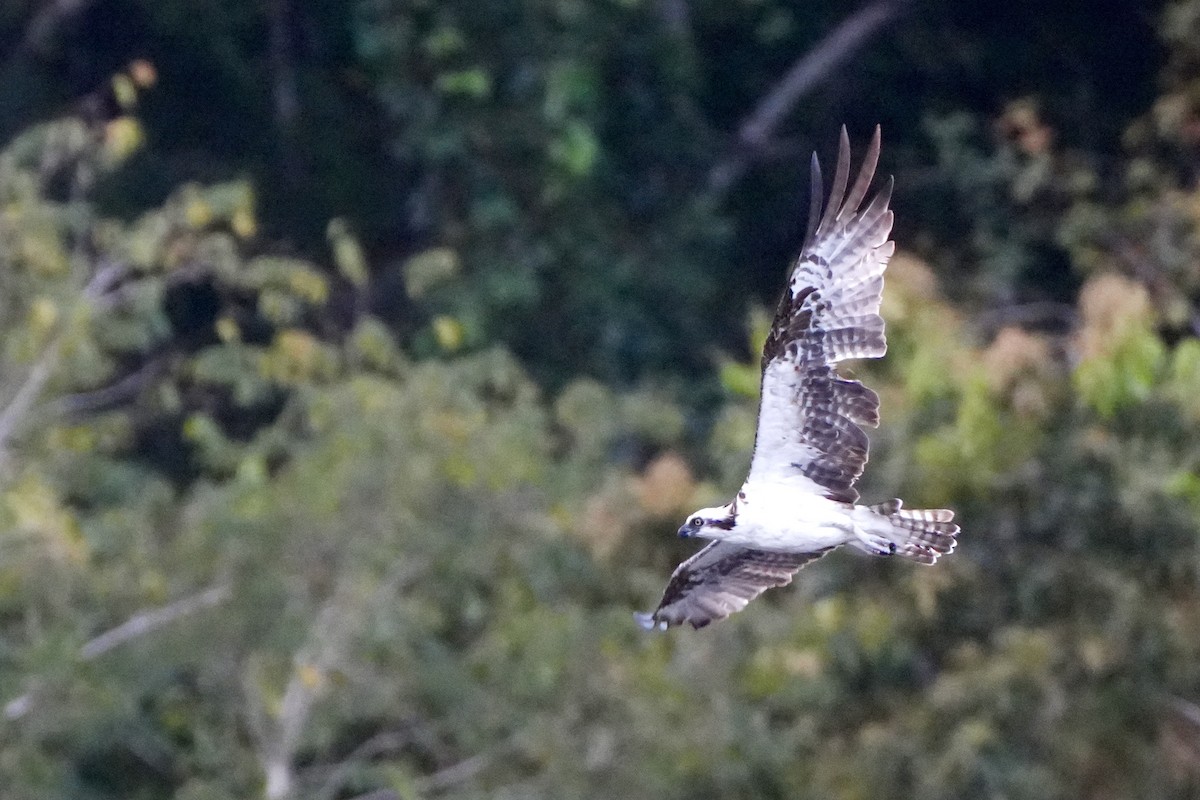 Osprey - ML628109894