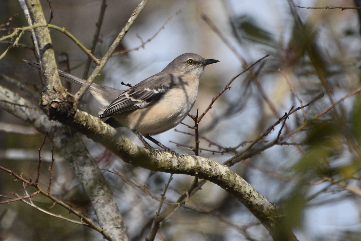 Northern Mockingbird - ML628109901