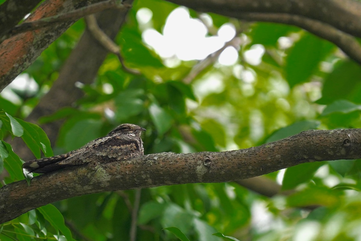Gray Nightjar - ML628109925