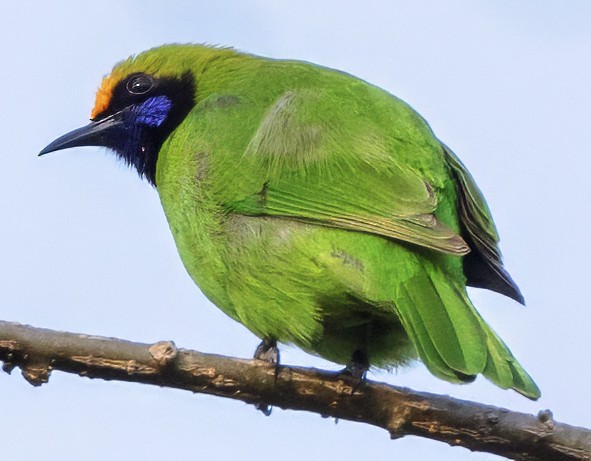 Golden-fronted Leafbird - ML628109985