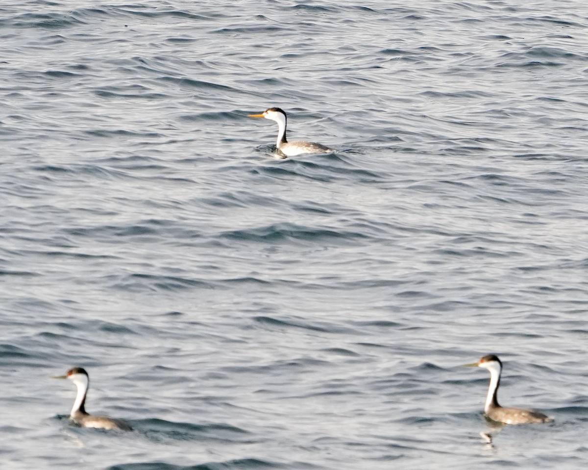 Clark's Grebe - ML628109988