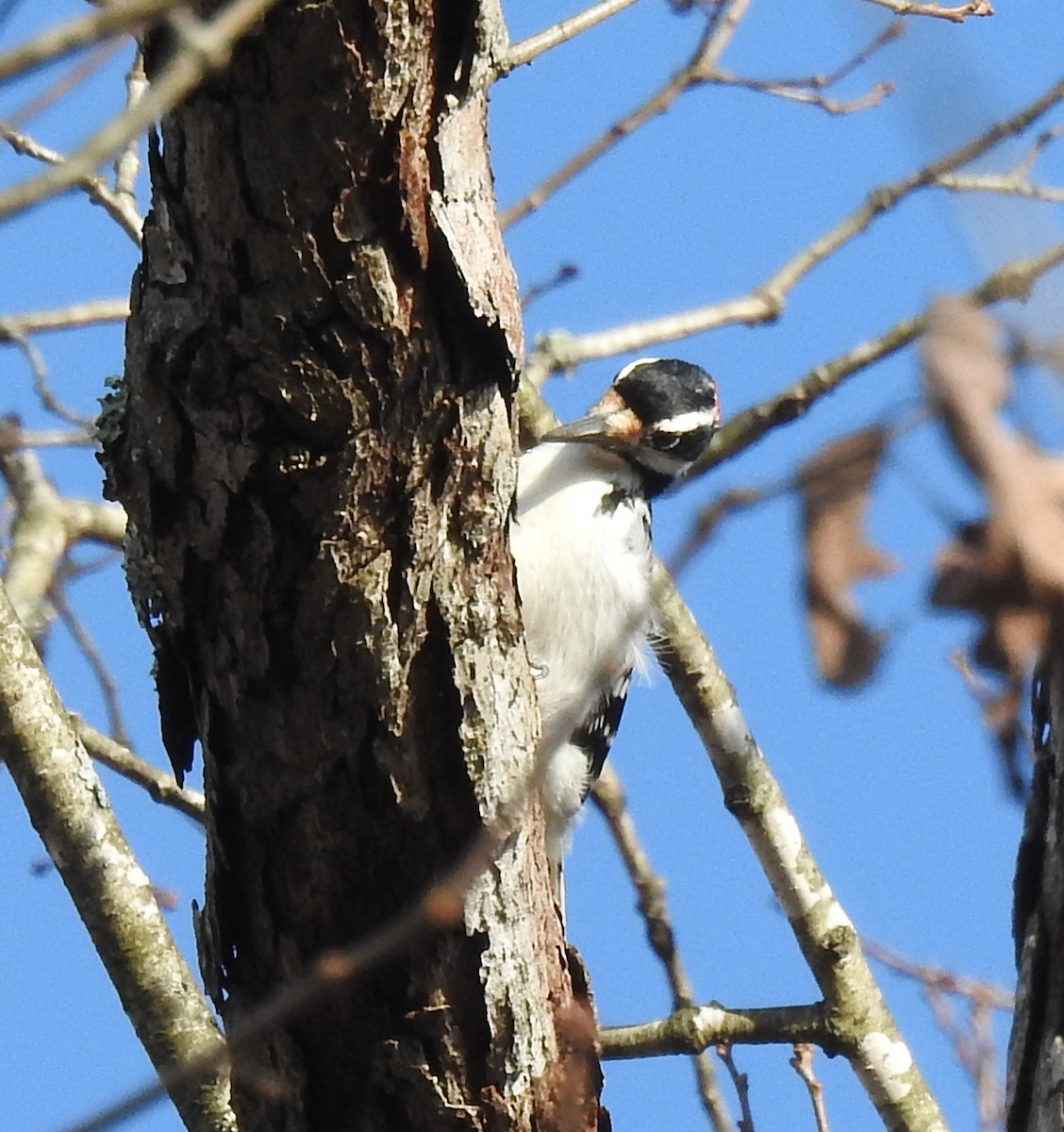 Hairy Woodpecker - ML628110002