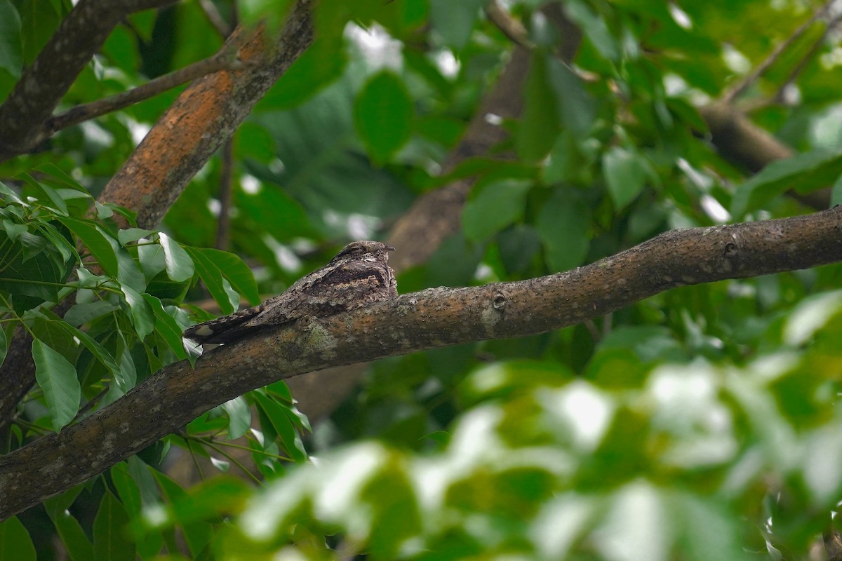 Gray Nightjar - ML628110003