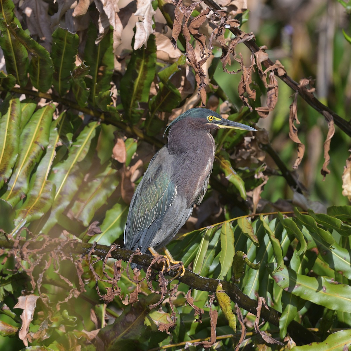 Green Heron - ML628110026