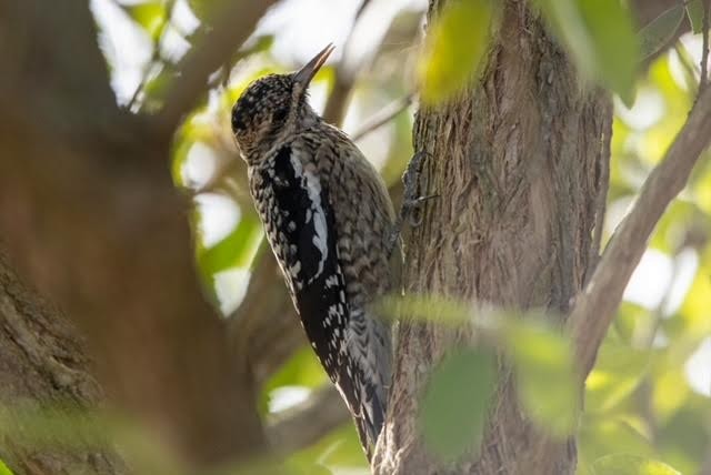 Yellow-bellied Sapsucker - ML628110027