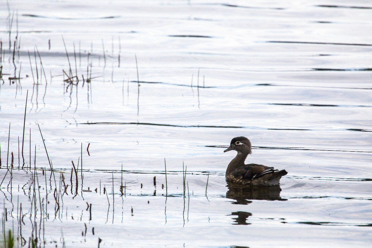 Wood Duck - ML628110028