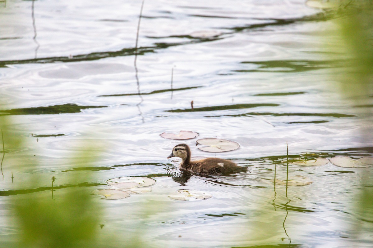 Wood Duck - ML628110029