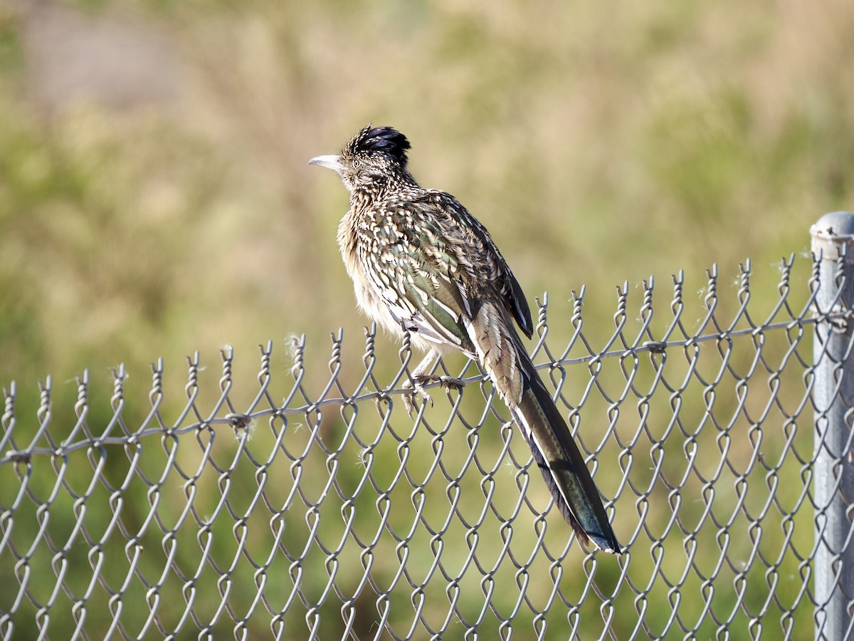 Greater Roadrunner - ML628110030