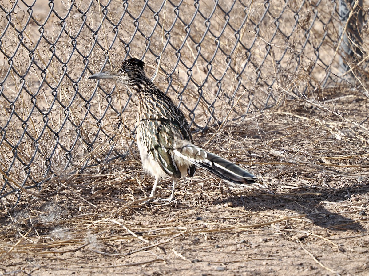 Greater Roadrunner - ML628110031