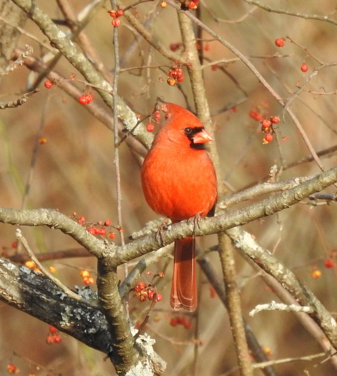 Northern Cardinal - ML628110032