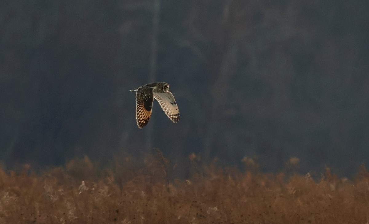 Short-eared Owl - ML628110033