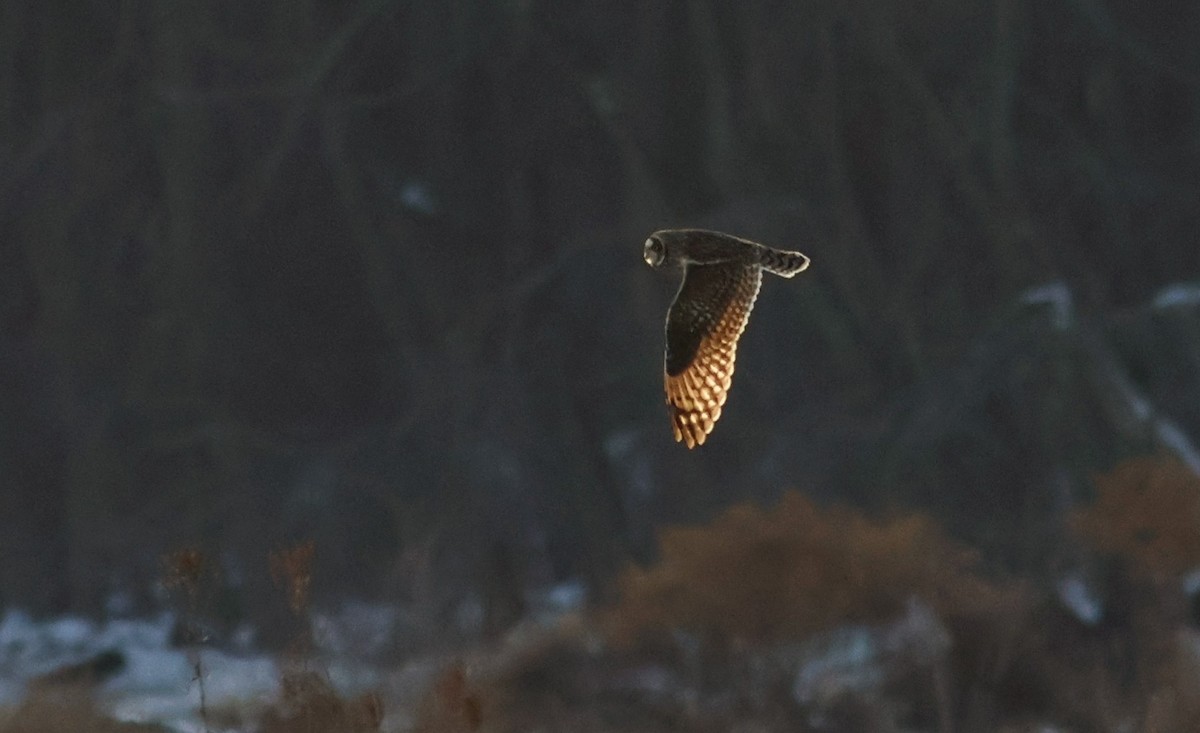 Short-eared Owl - ML628110034