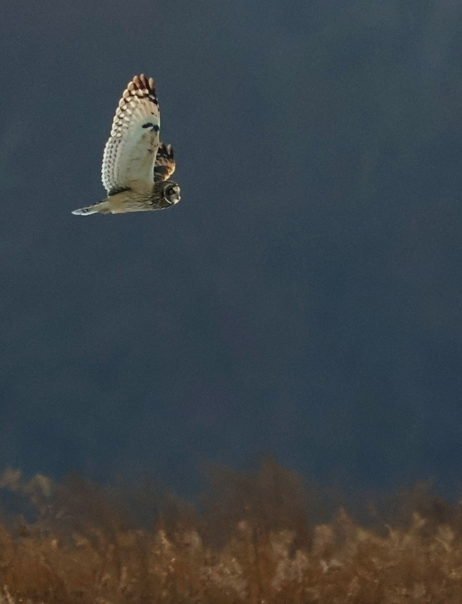 Short-eared Owl - ML628110035