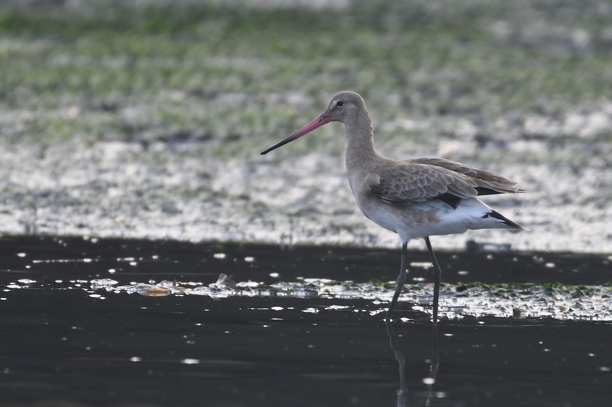 Black-tailed Godwit - ML628110036