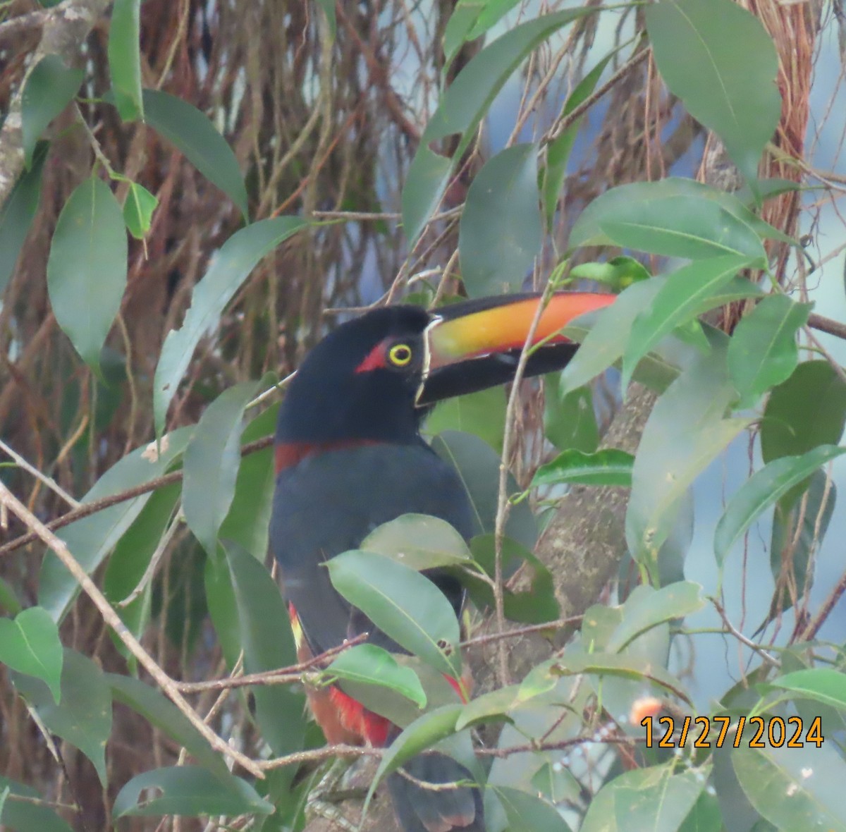 Fiery-billed Aracari - ML628110037