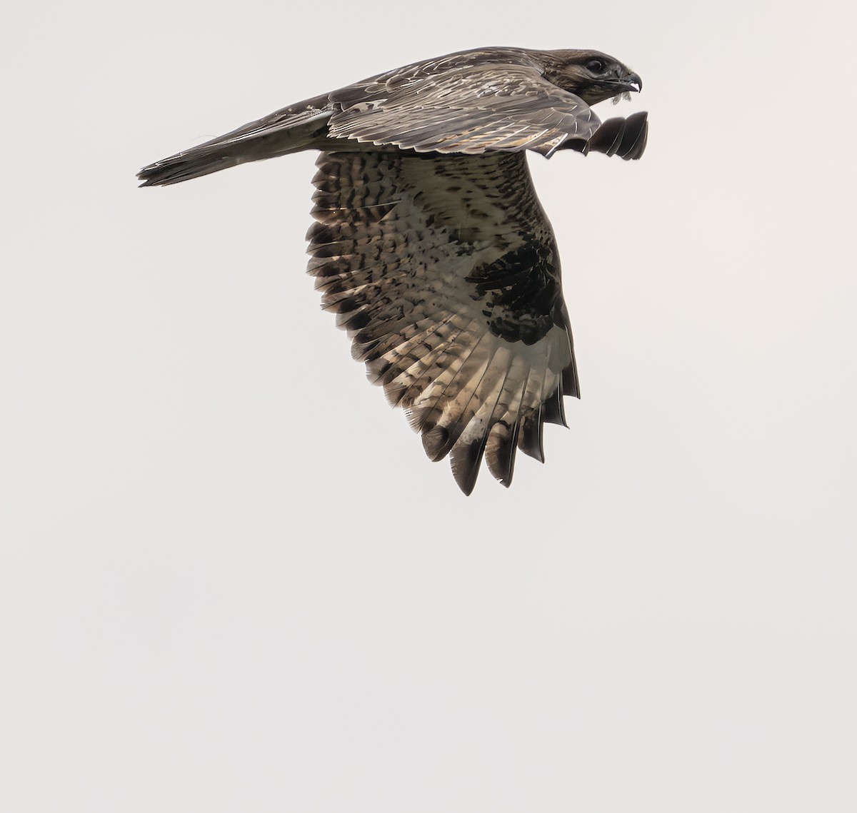 Eastern Buzzard - ML628110038