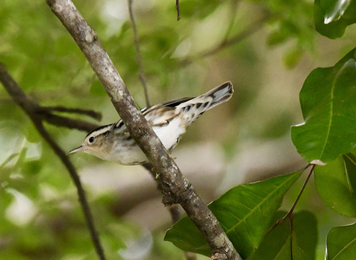 Black-and-white Warbler - ML628110039