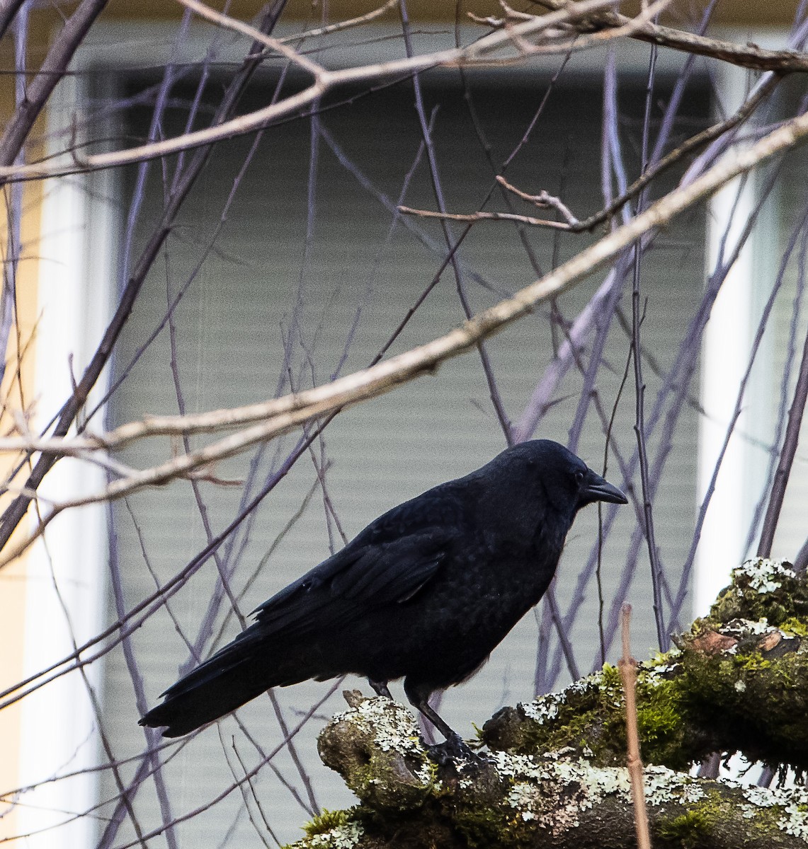 American Crow - ML628110044