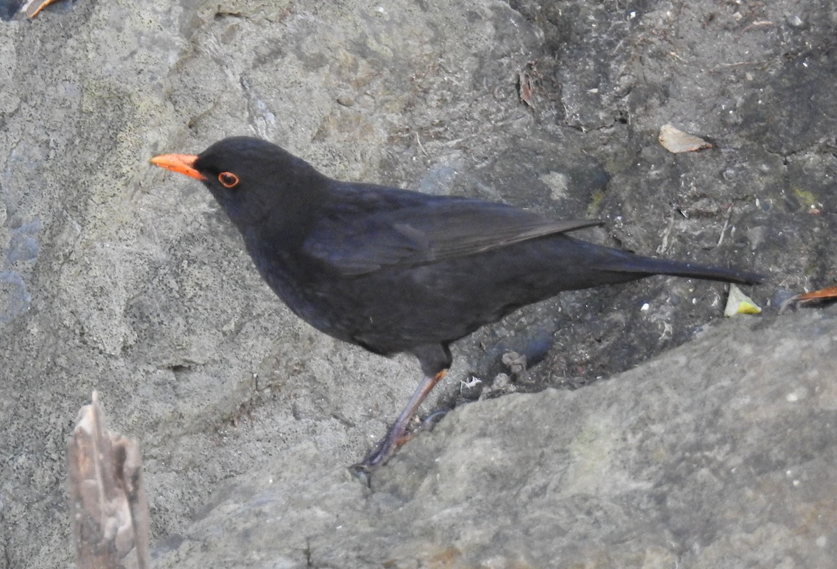 Eurasian Blackbird - ML628110045