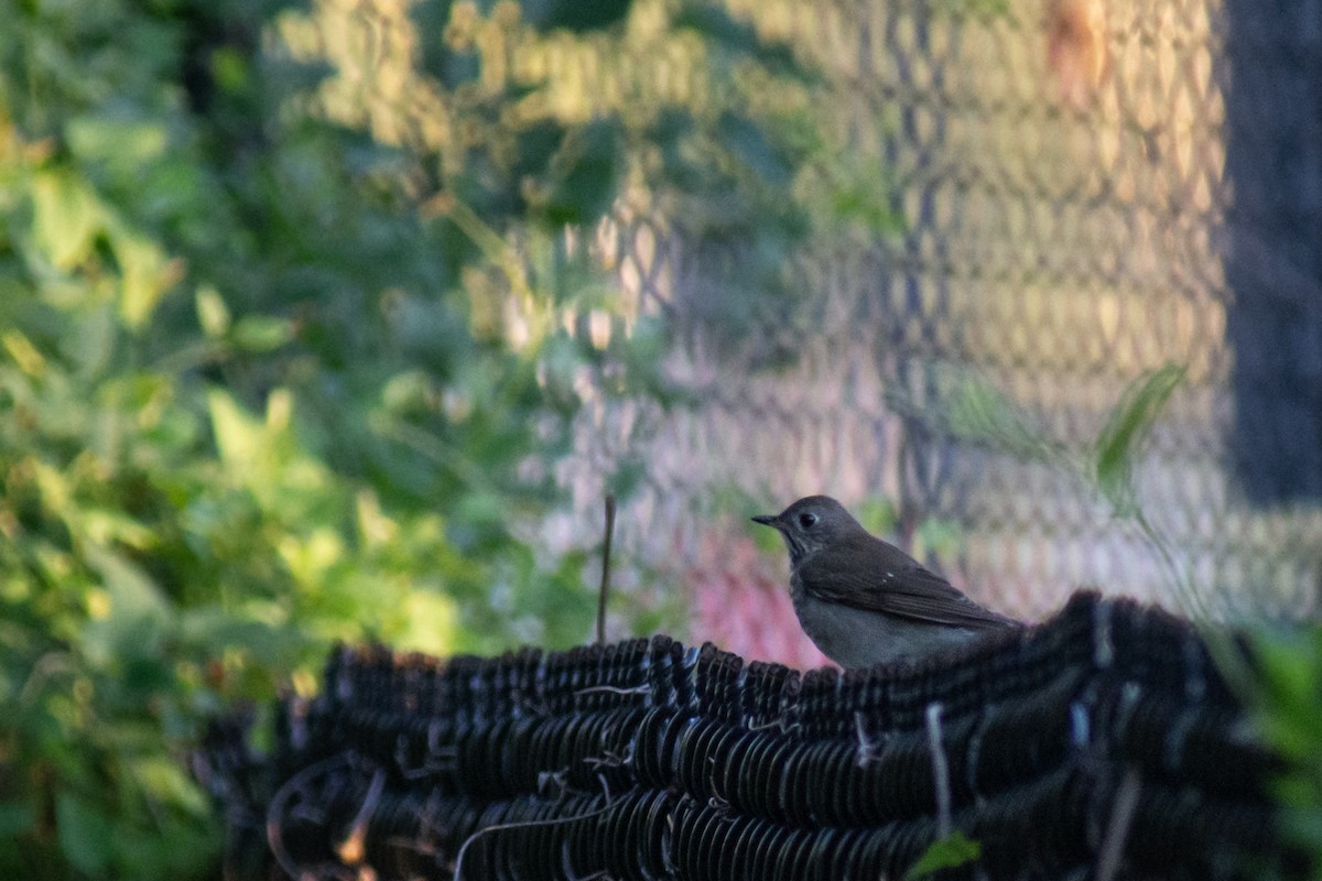 Gray-cheeked Thrush - ML628110046