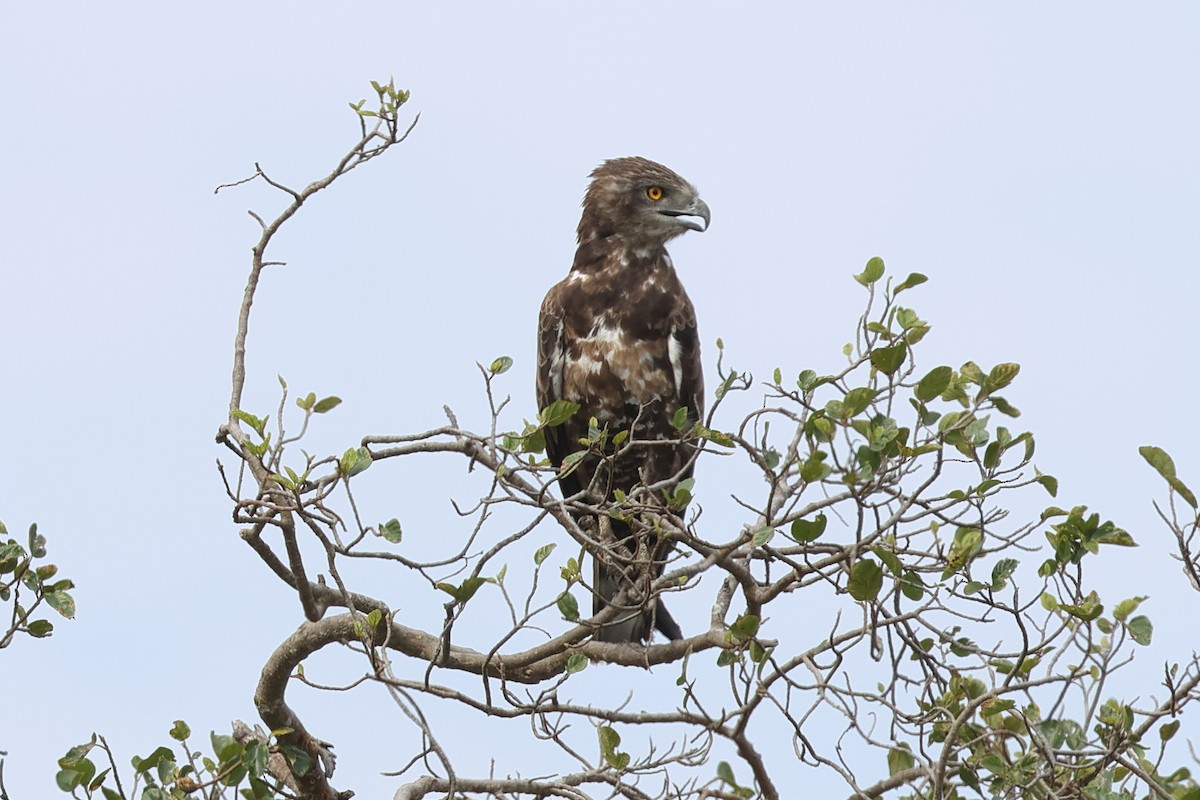 Brown Snake-Eagle - ML628110047