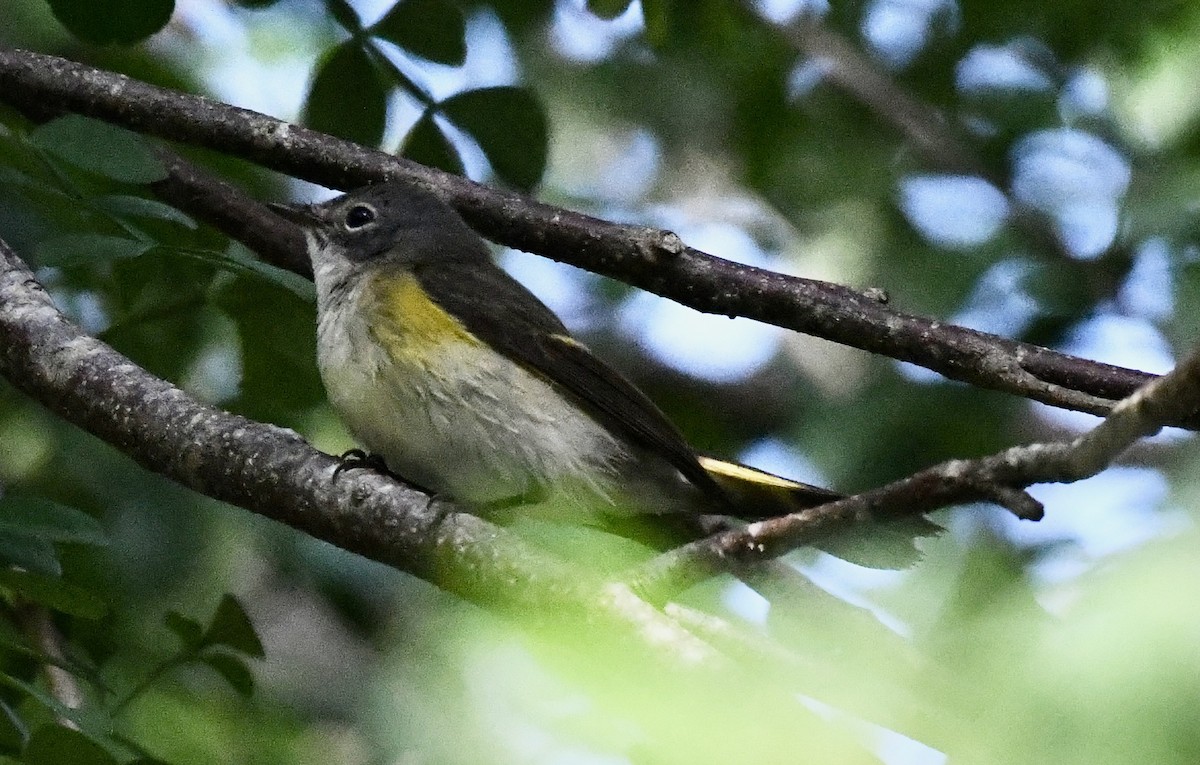 American Redstart - ML628110049