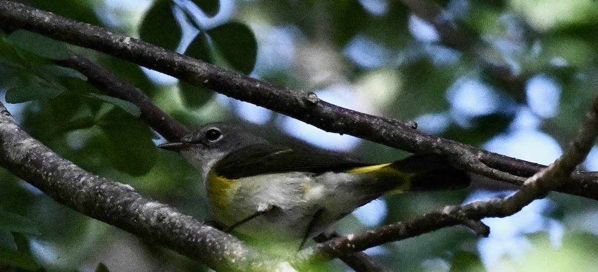 American Redstart - ML628110050