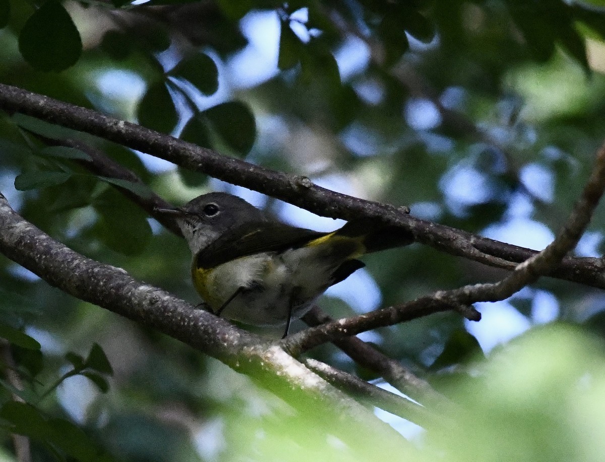 American Redstart - ML628110051