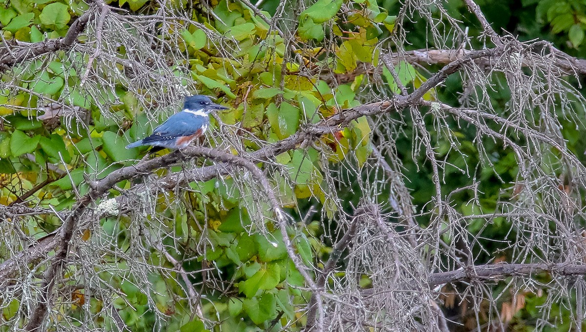 Belted Kingfisher - ML628110052