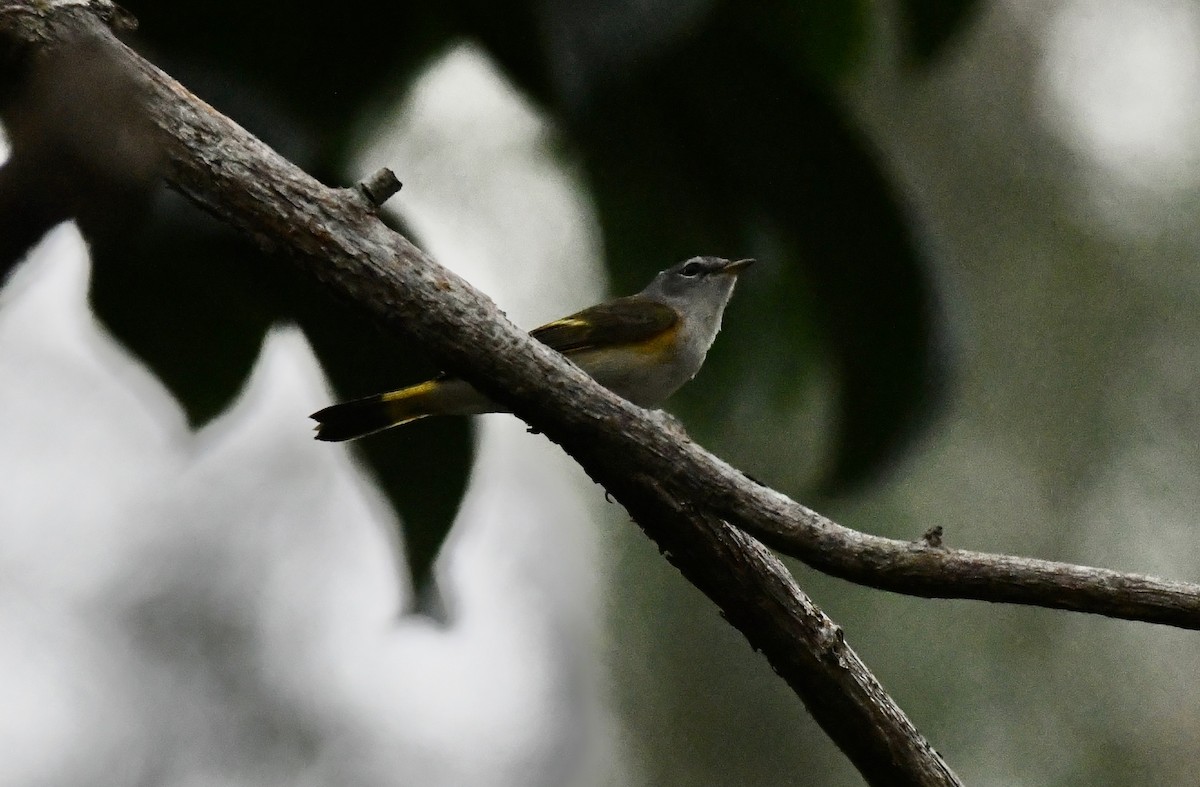 American Redstart - ML628110053