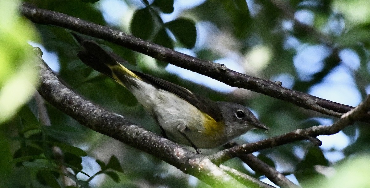 American Redstart - ML628110054