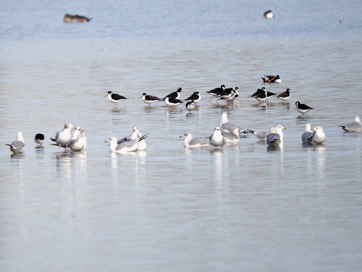 Black-necked Stilt - ML628110055