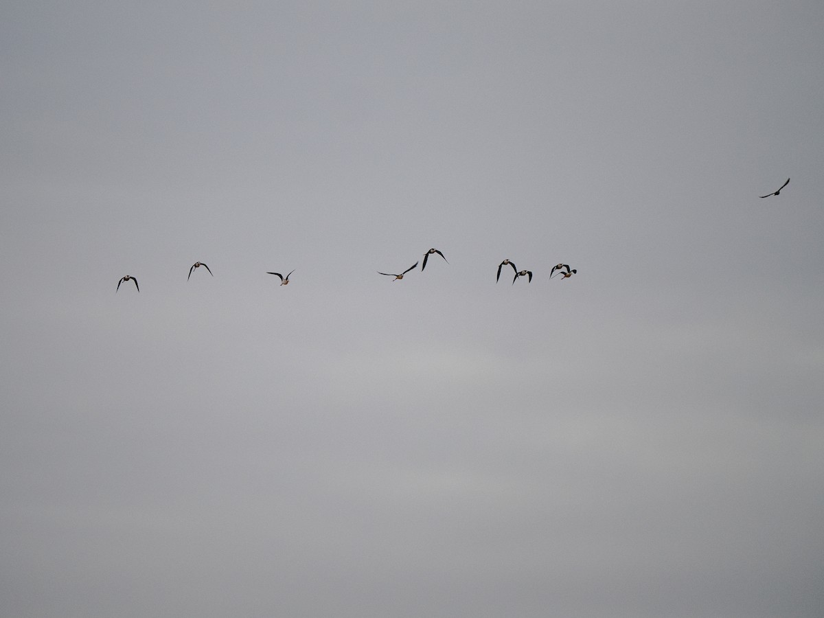 Black-necked Stilt - ML628110056