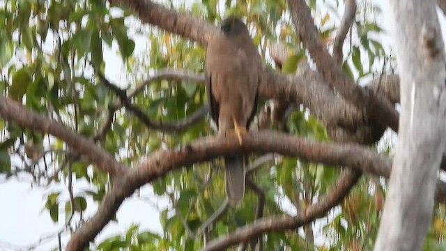 Brown Goshawk - ML628110094