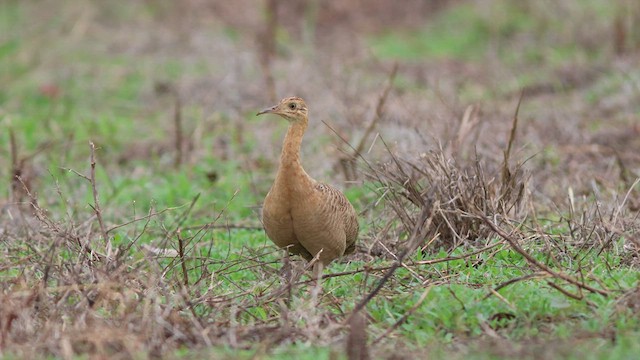 Tinamou isabelle - ML628110334