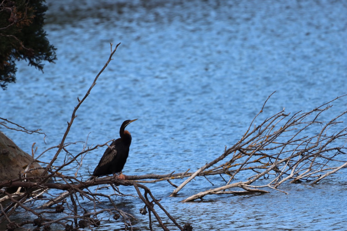 Australasian Darter - ML628110394