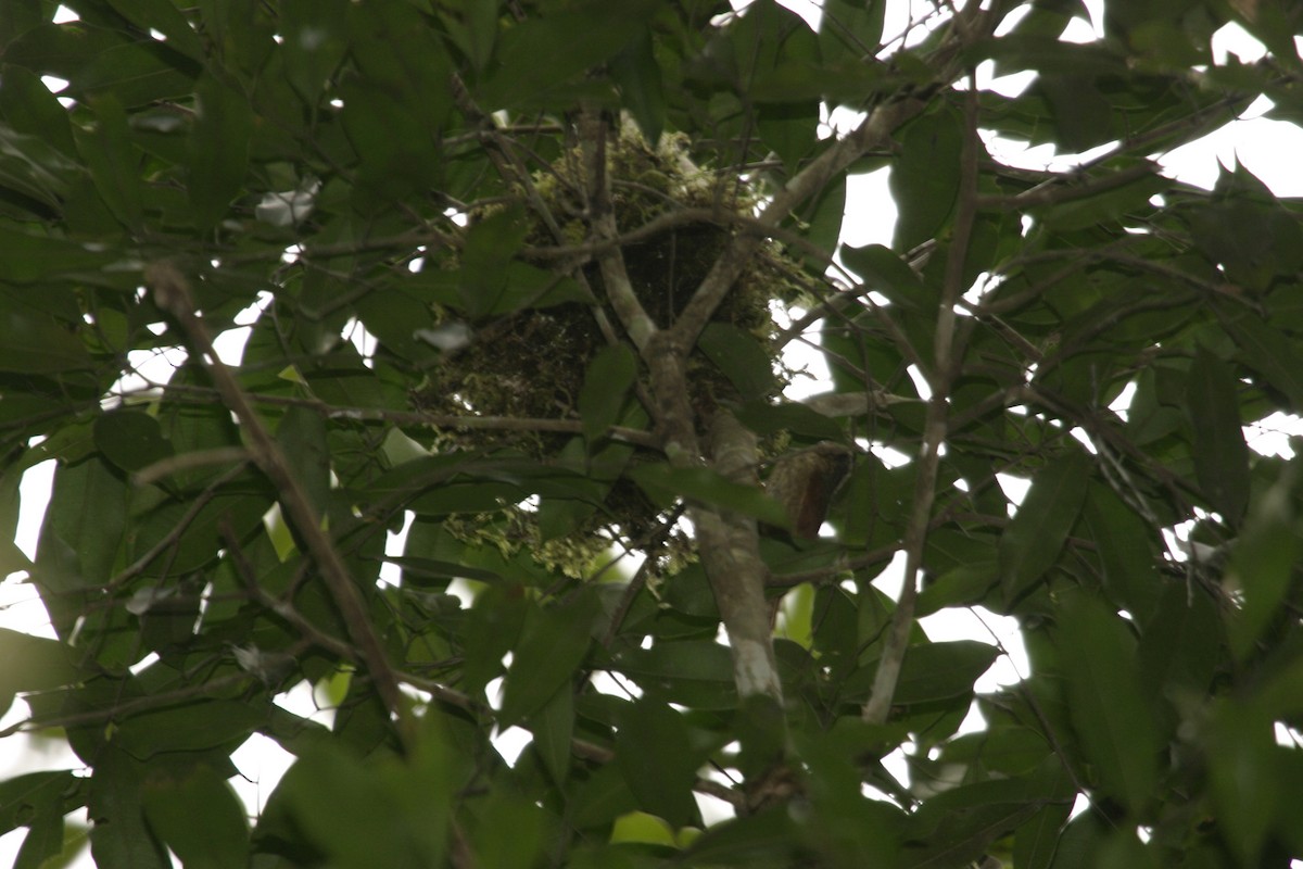 Speckled Spinetail - ML628110399