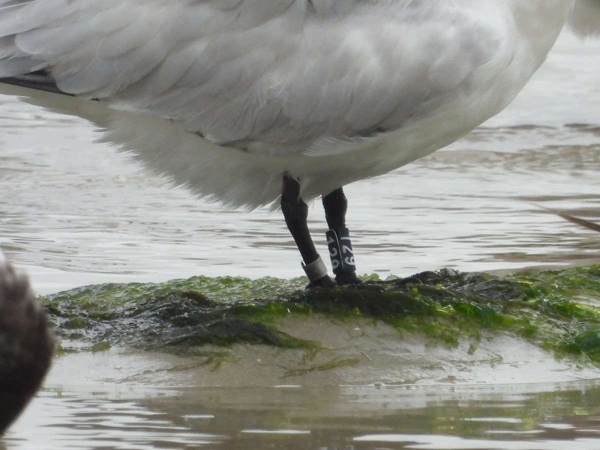 Royal Tern - ML628110402