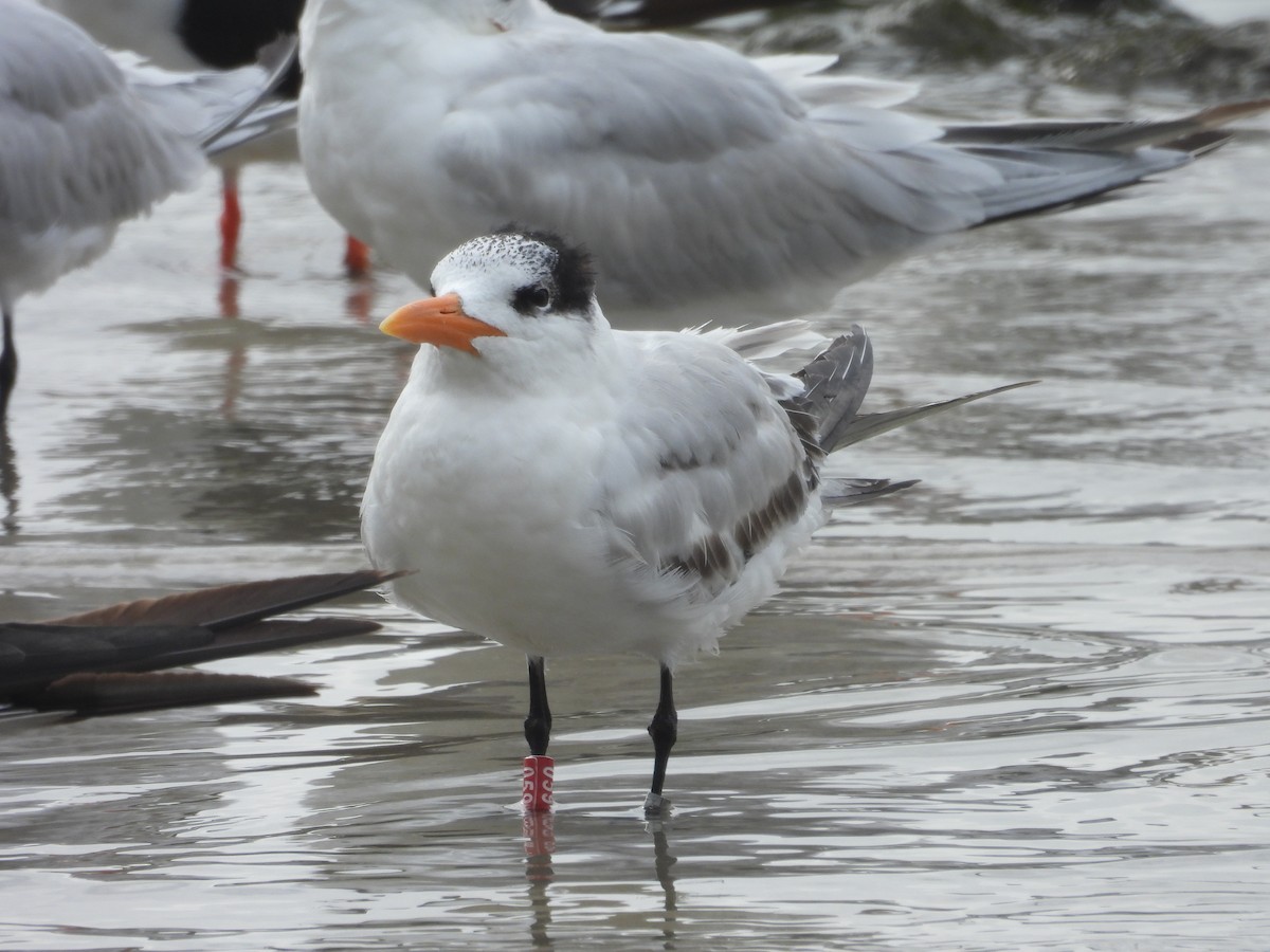 Royal Tern - ML628110403