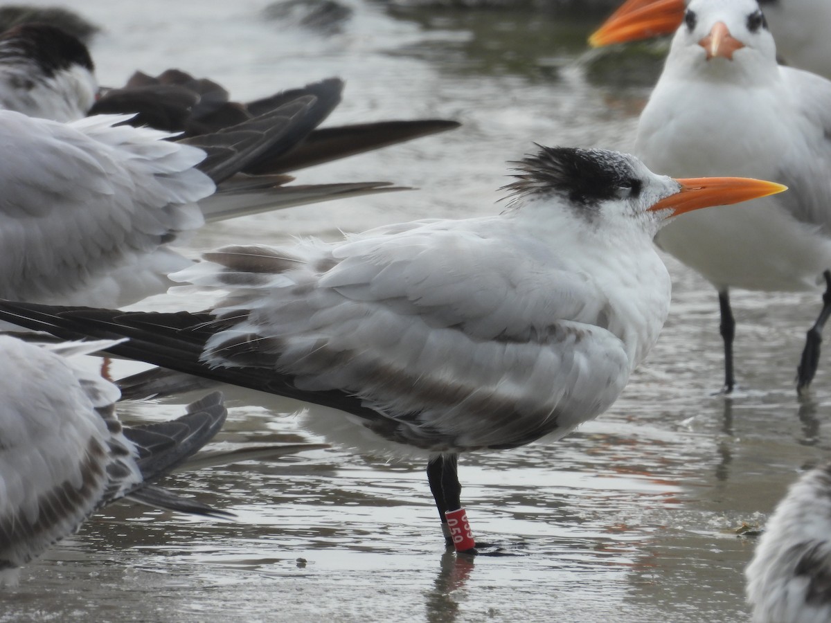 Royal Tern - ML628110404