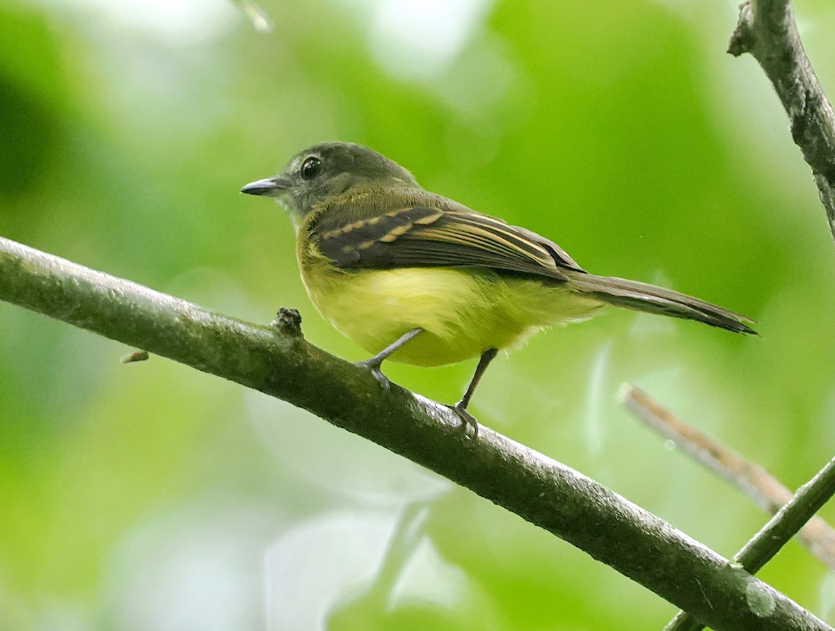 Black-billed Flycatcher - ML628110405