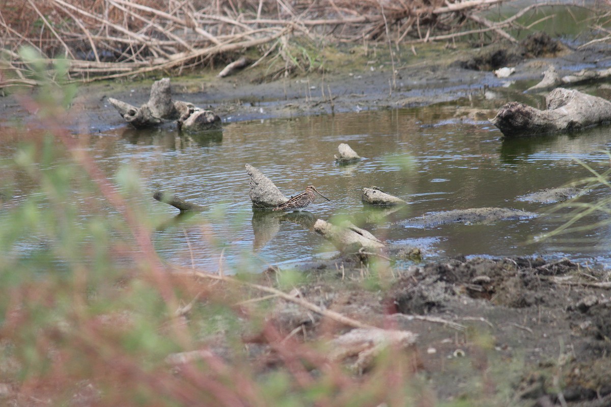 Wilson's Snipe - ML628110409