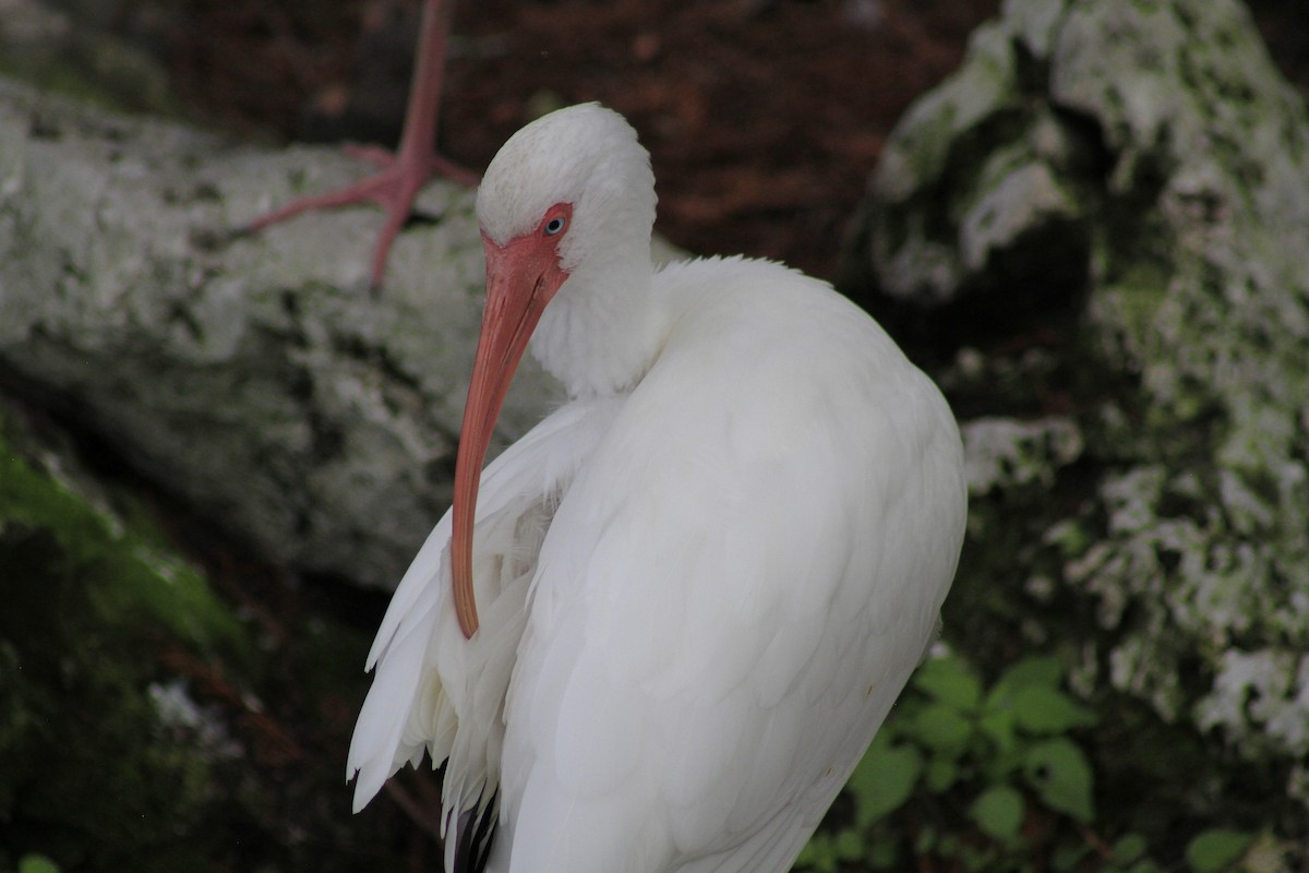 White Ibis - ML628110410